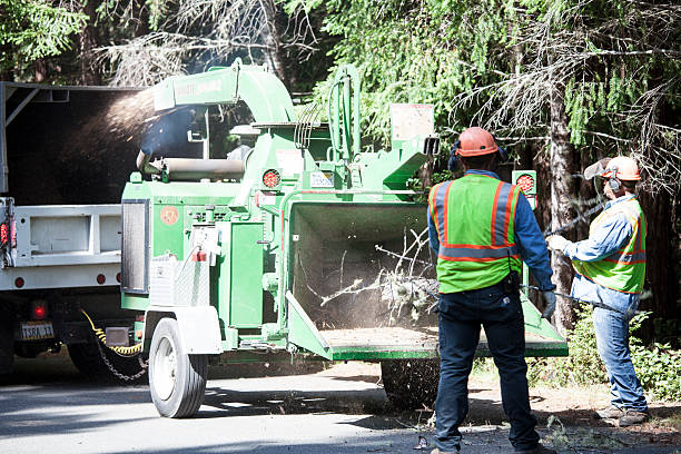 Best Hedge Trimming  in Deatsville, AL